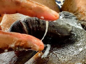 The Immortal Ale, Bubbly Crystal Clear in Glass in Direct Sunlight, Shining Cum